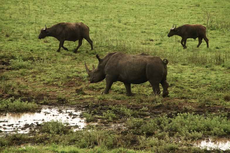 Nashorn und Büffel