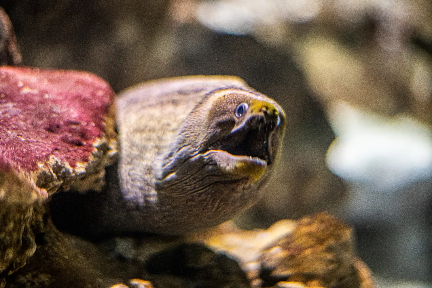 grauer eel mit offenem mund zwischen felsen