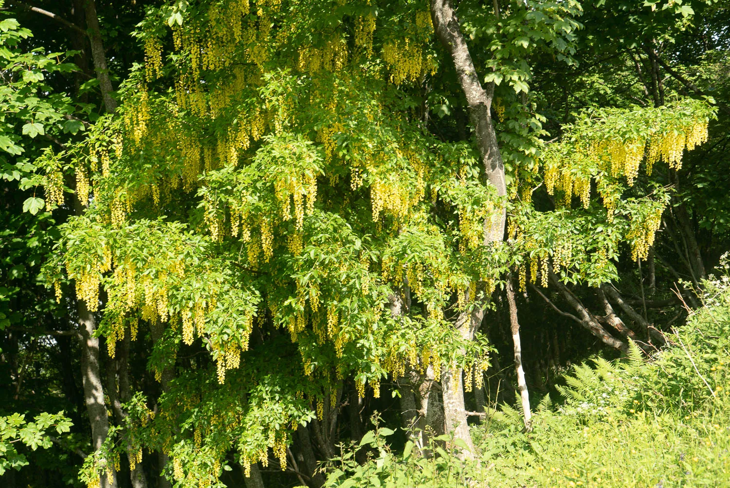 Baum mit hängenden gelben Blüten im Wald