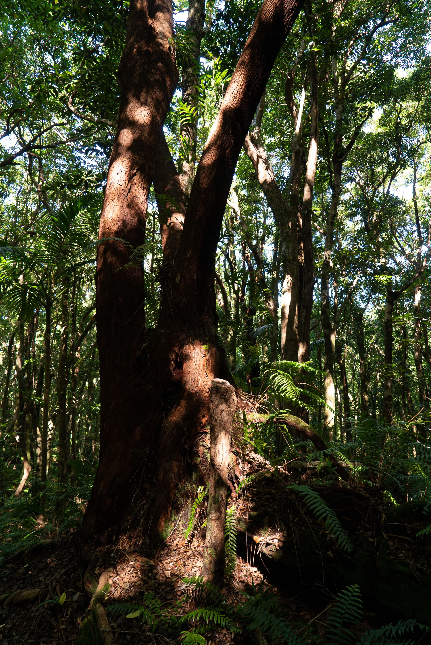 großer baum im dichten wald mit sonnenlicht durch die blätter