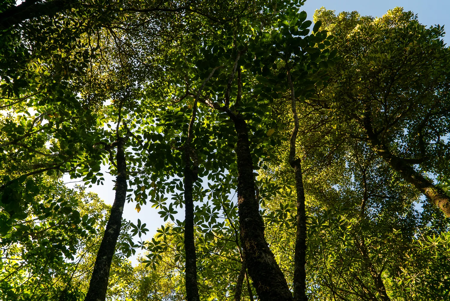 Dichte Baumkronen in einem Wald, Sonnenlicht durchblitzt das Laub.