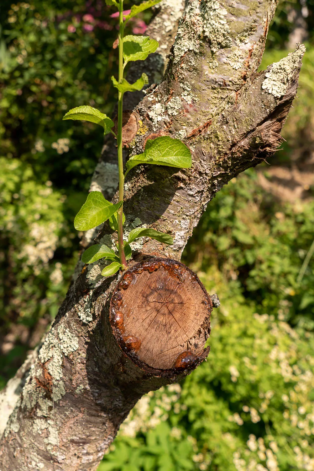 Junges grünes Blatt wächst aus einem abgesägten Baumstamm mit Moos.