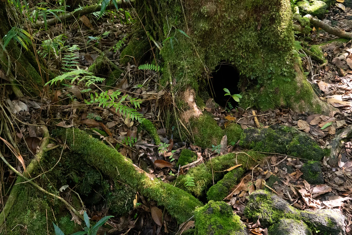 großer moosbewachsener baumstamm mit dunklem loch und farnen im wald
