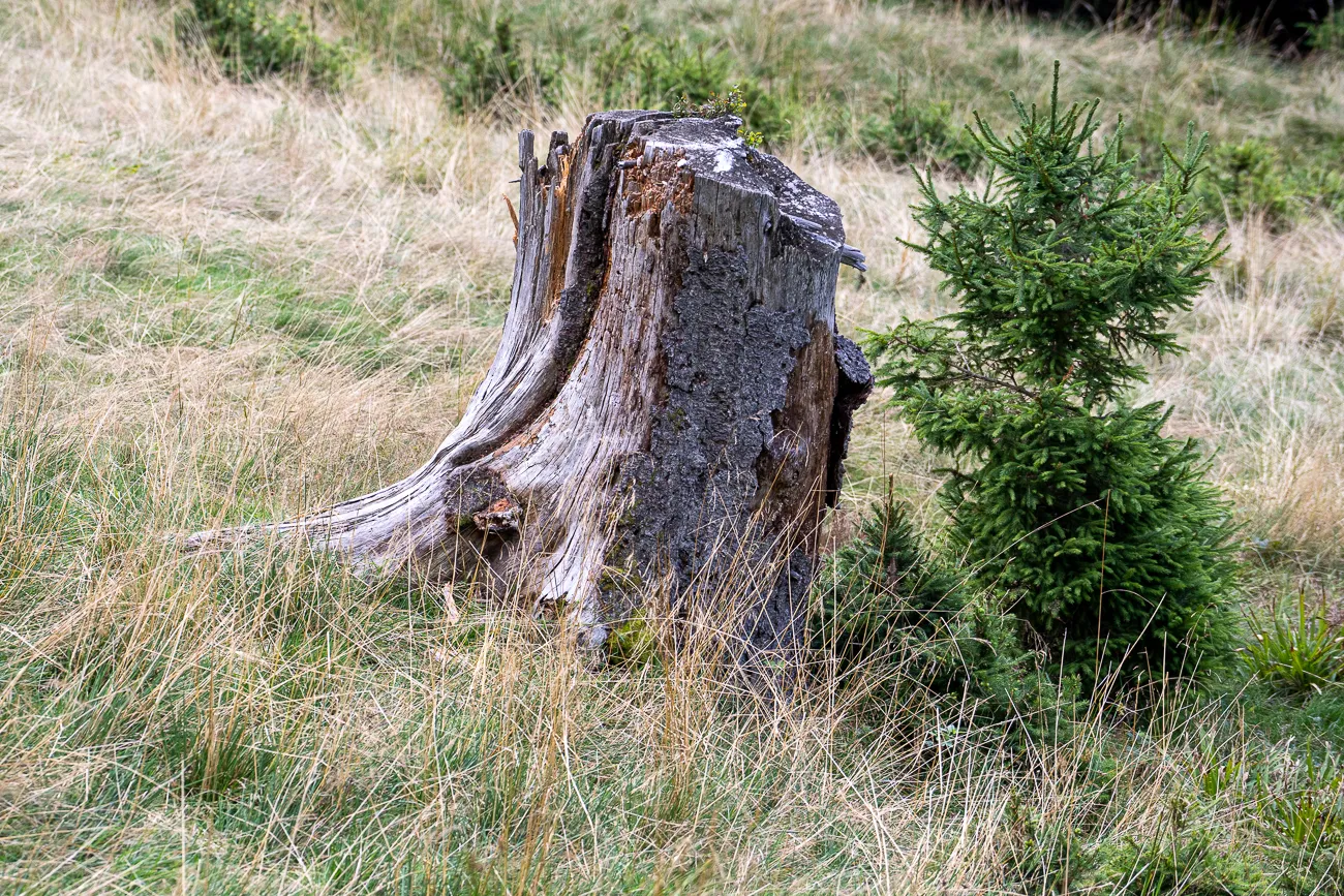 Alter Baumstumpf mit jungen Fichte im Gras