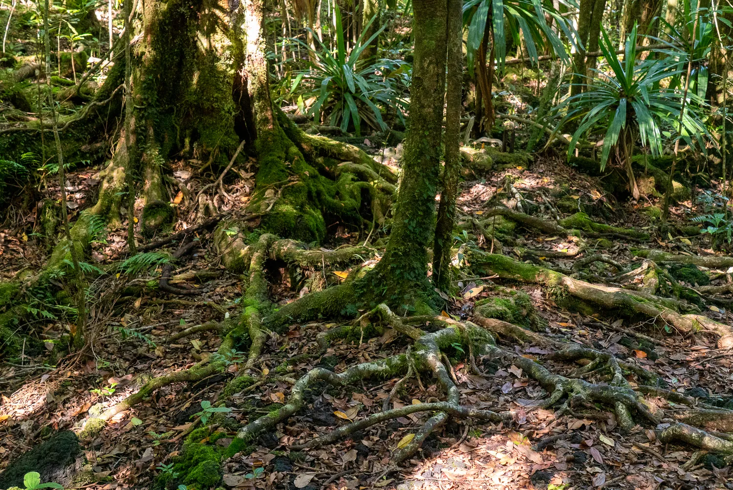 Wurzeln großer Bäume im dichten Wald, bedeckt mit Moos und Laub.