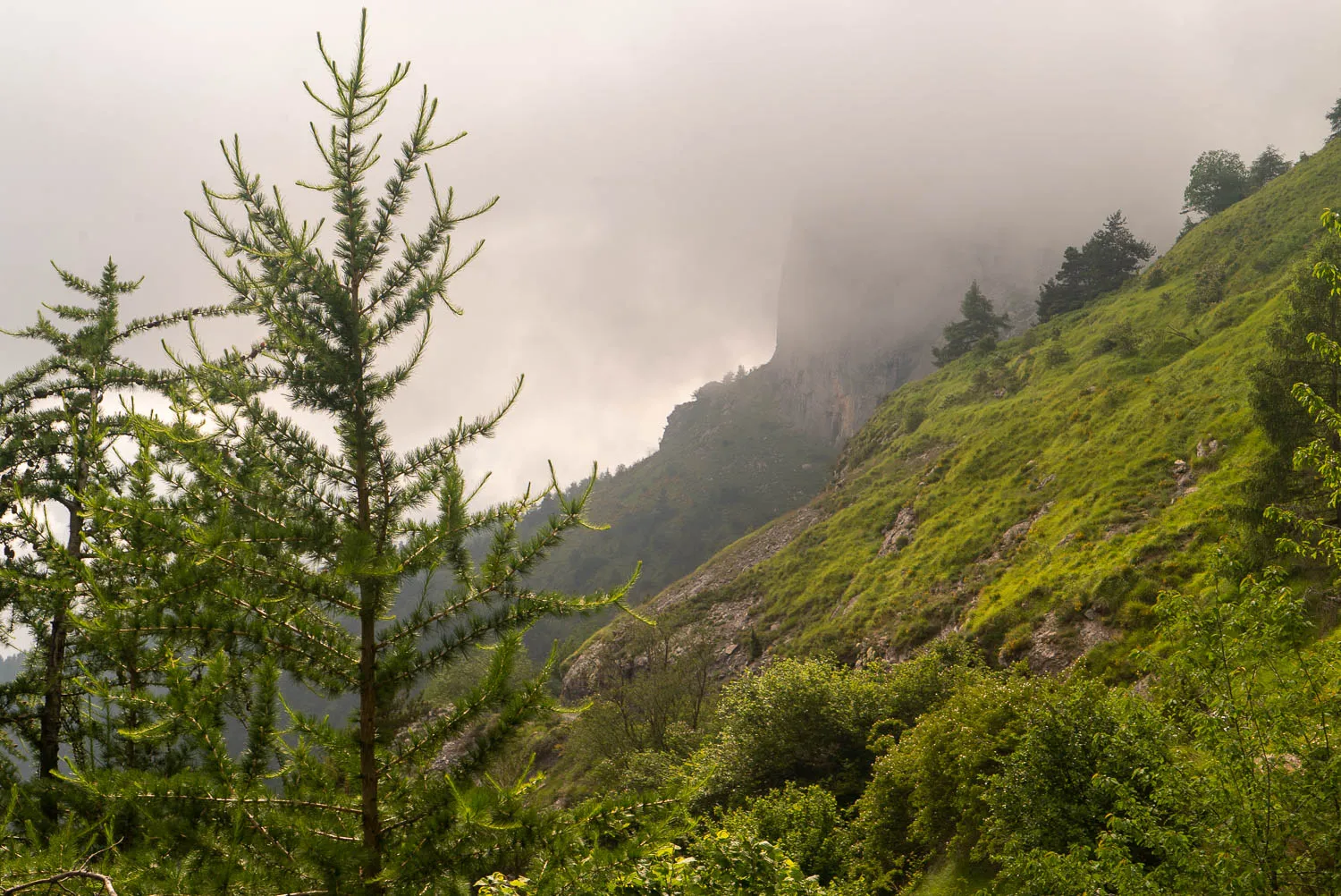 Bergwaldhang mit Nadelbaum und Nebel im Hintergrund