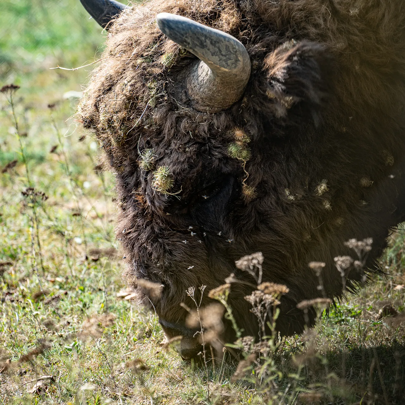 Bison mit Hornen und dichtem Fell im Grasland