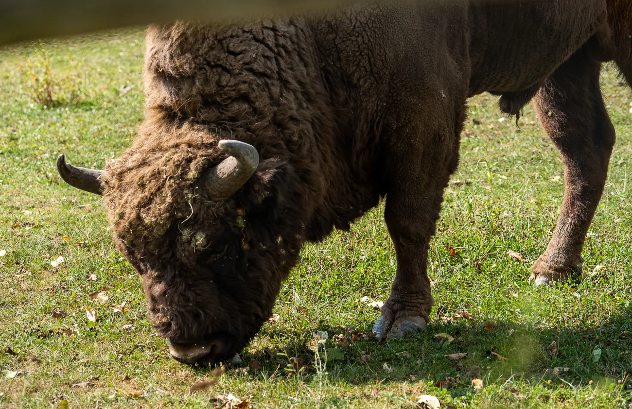 braunes Bison grasst auf grünem Rasen mit Herbstblättern