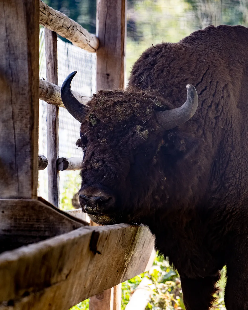 Bison mit Hornen und dichtem Fell an Holzgeländer