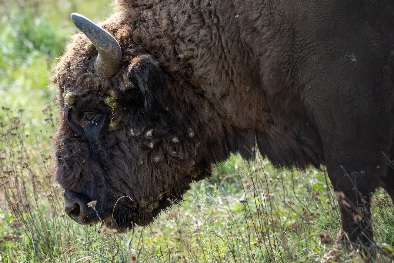 Bison mit Hornen und dichtem Fell im Grasland