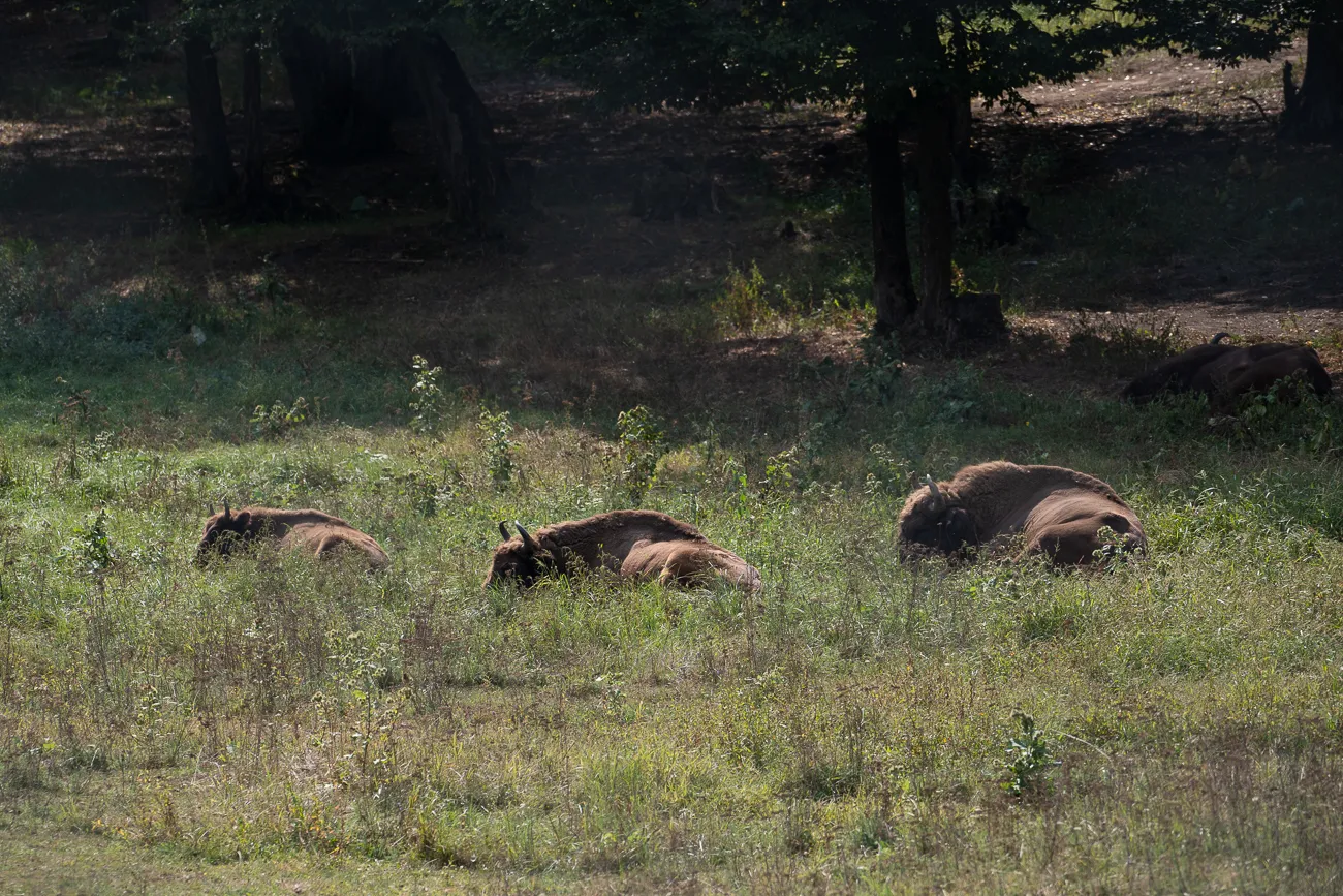 Drei Bisons ruhen in einem grasbewachsenen Feld unter Bäumen.