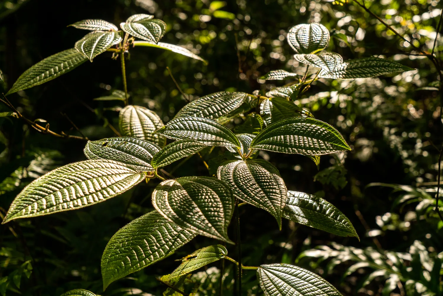 Sonnige grüne Blätter mit deutlichem Adernmuster im Wald