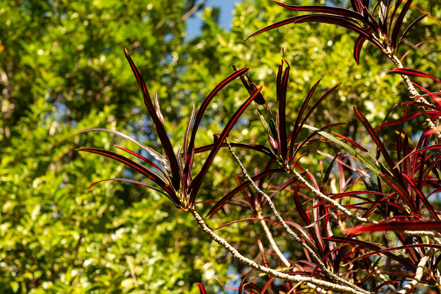 Rote und grüne Blätter eines Baumes im Sonnenlicht