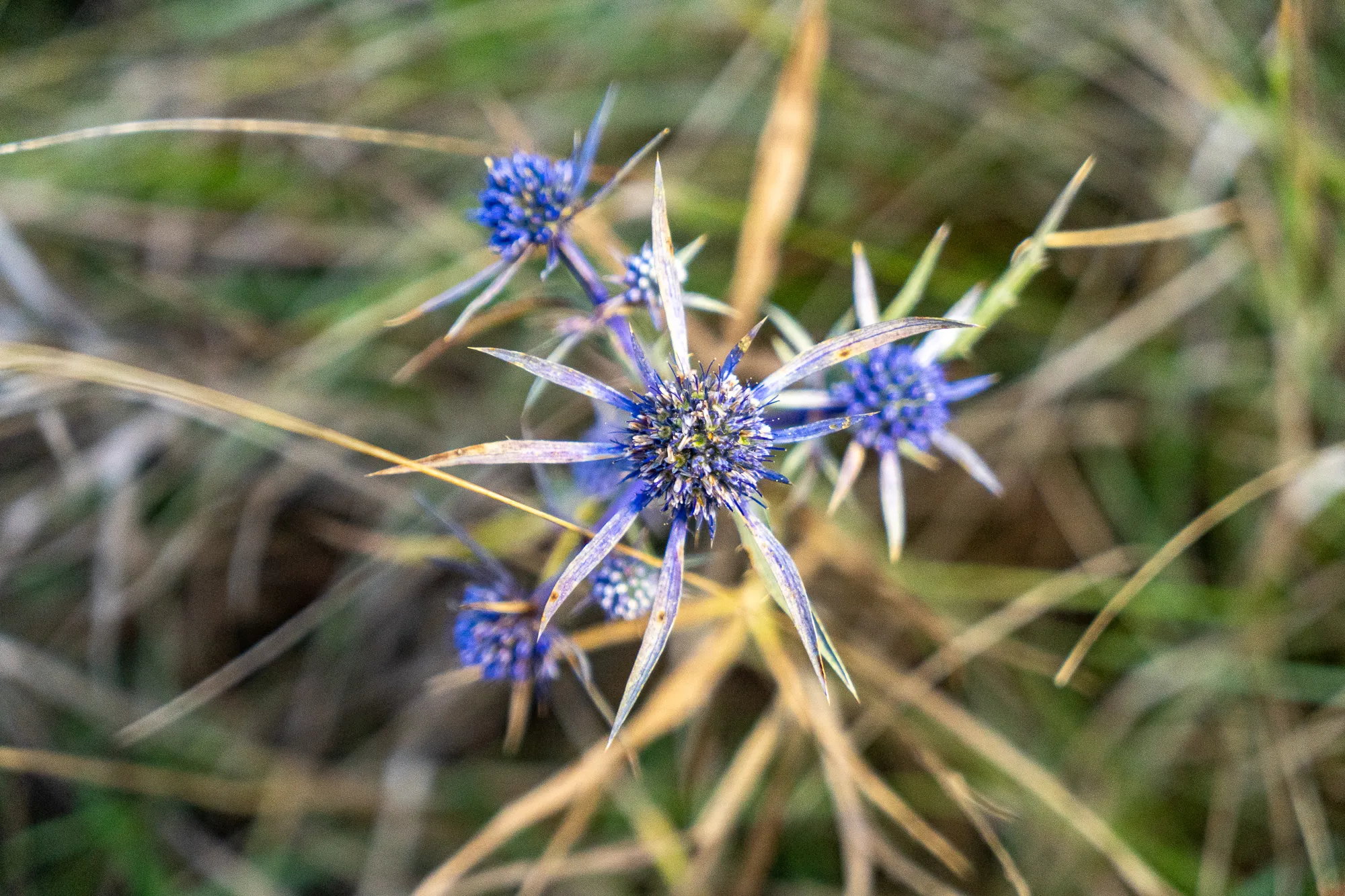 Blauer, strahlender Blumenstand mit spitzen Blättern im Gras