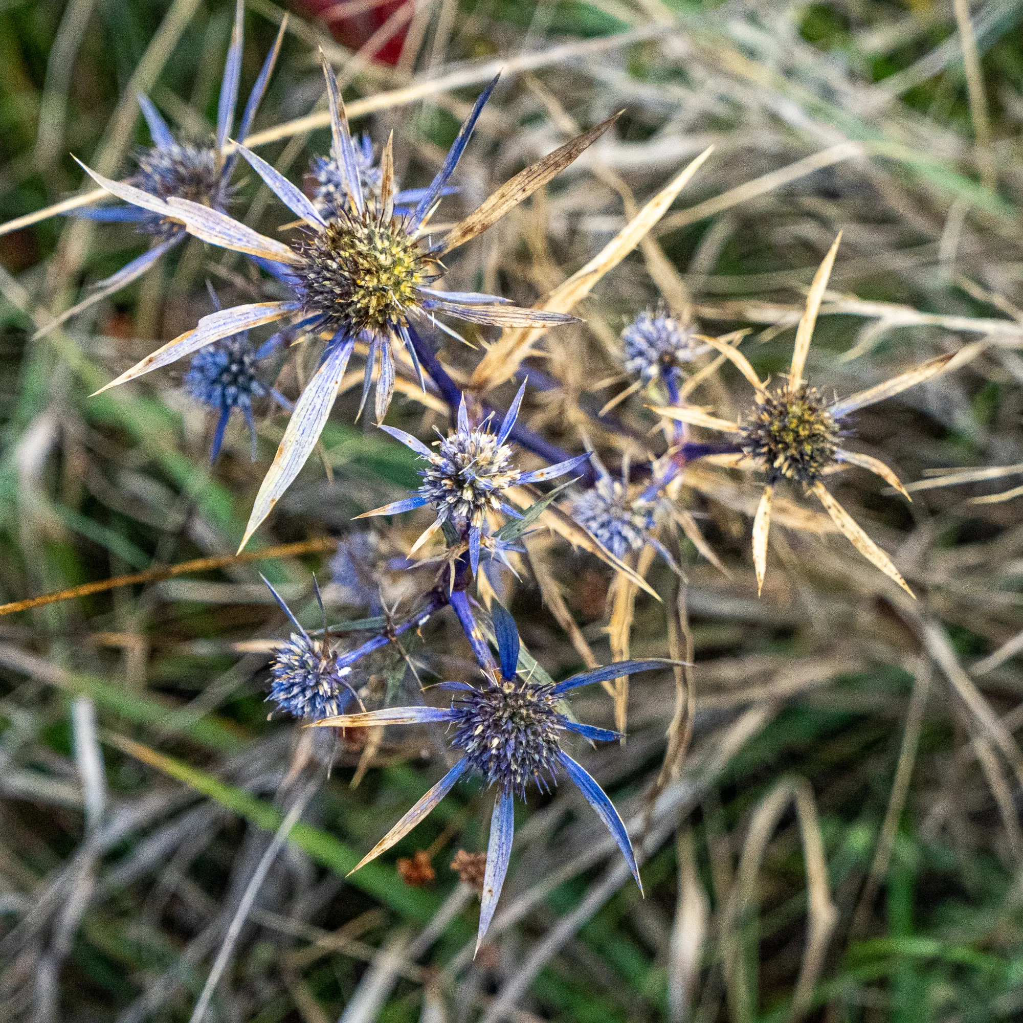 Blauer Stacheliger Blumenstrauß in trockenem Gras