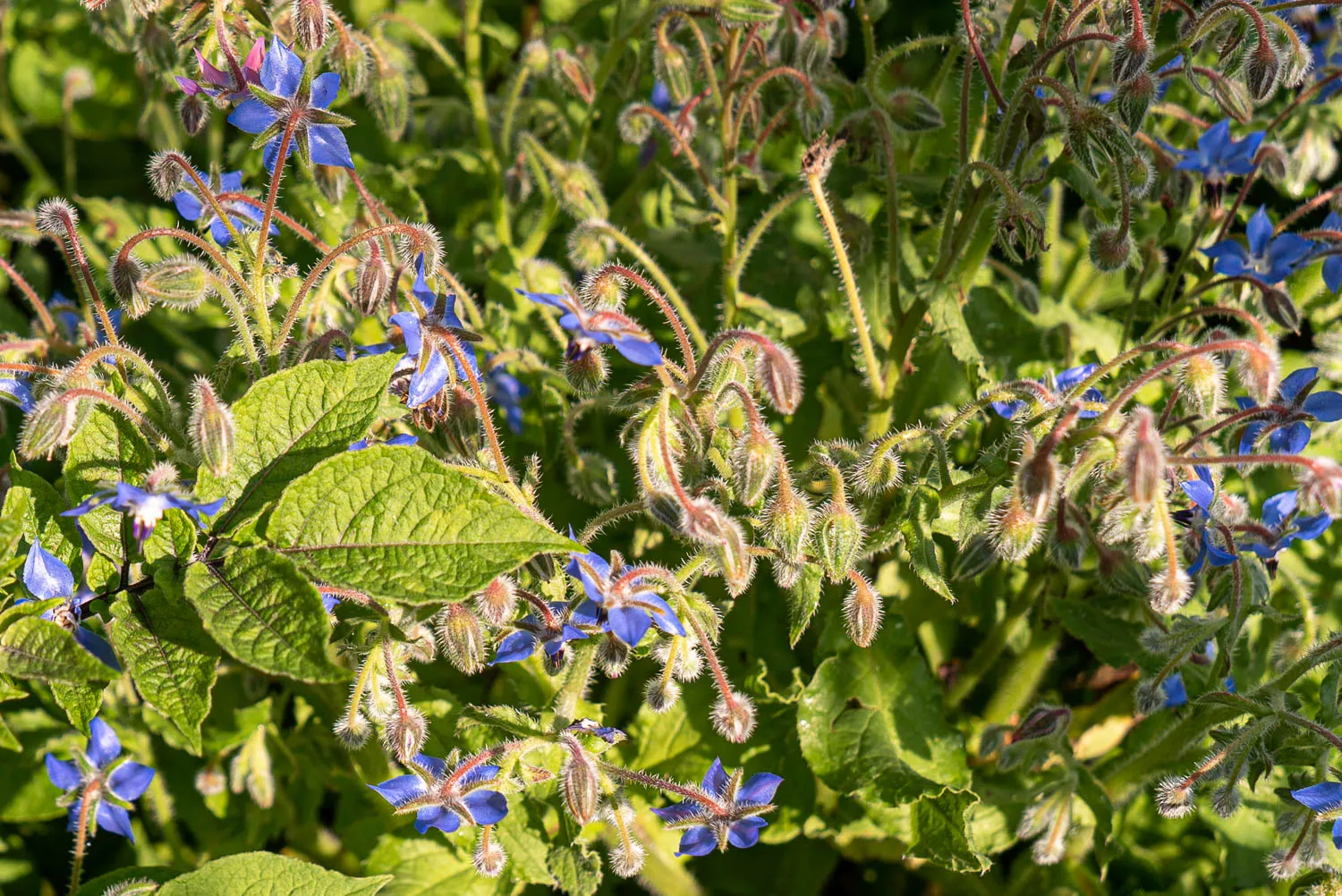 Blauer Blütenstand mit grünen Blättern im Kräutergarten