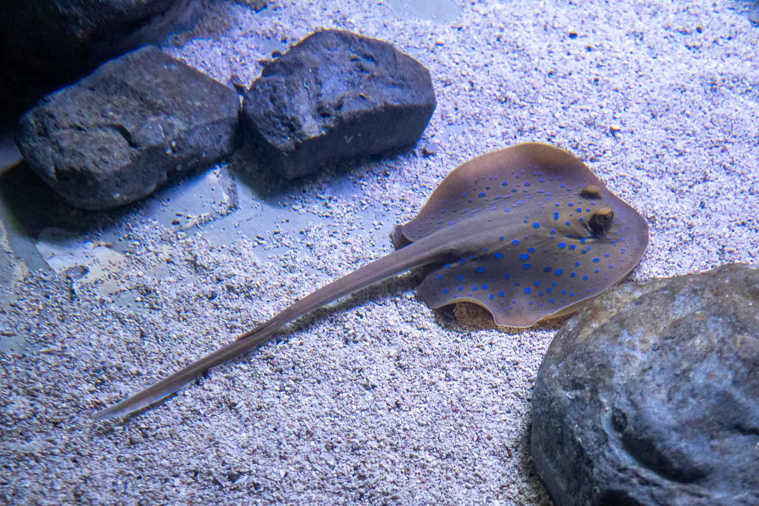 Blauer Fisch mit Punkten liegt auf sandigem Boden zwischen dunklen Steinen.