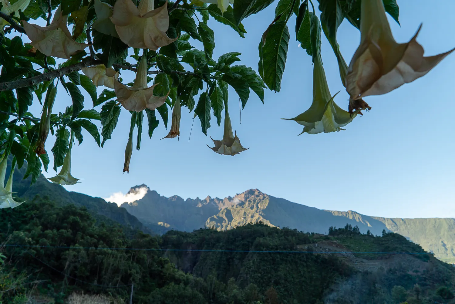 Hängende Blüten vor Berglandschaft am Strand