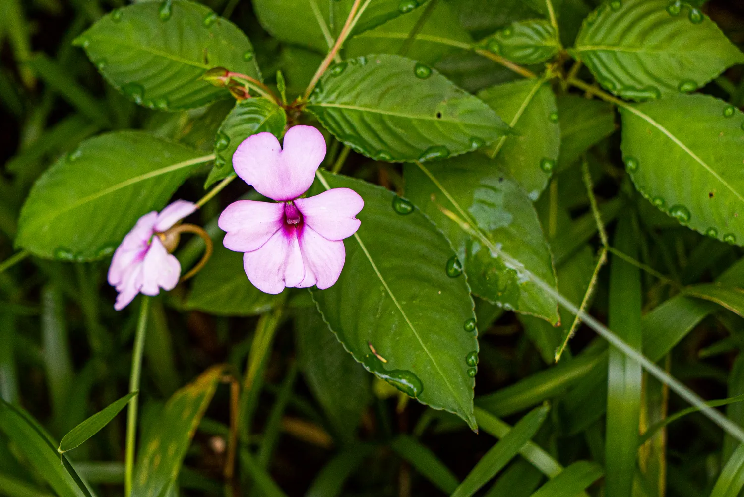 Lila Blume mit Wassertropfen zwischen grünen Blättern
