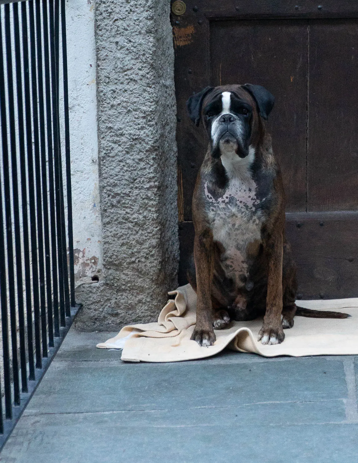 Boxerhund sitzt auf Decke vor Steinwand und Holztür