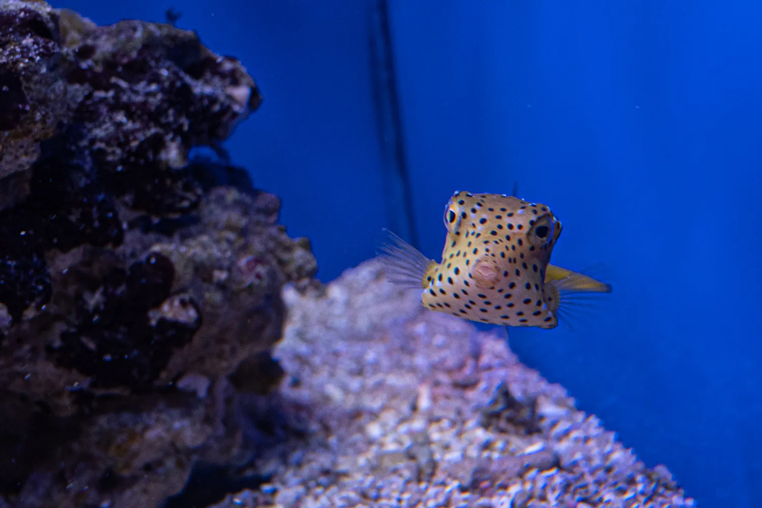 Gefleckter Boxfisch schwimmt neben Korallen und Kies