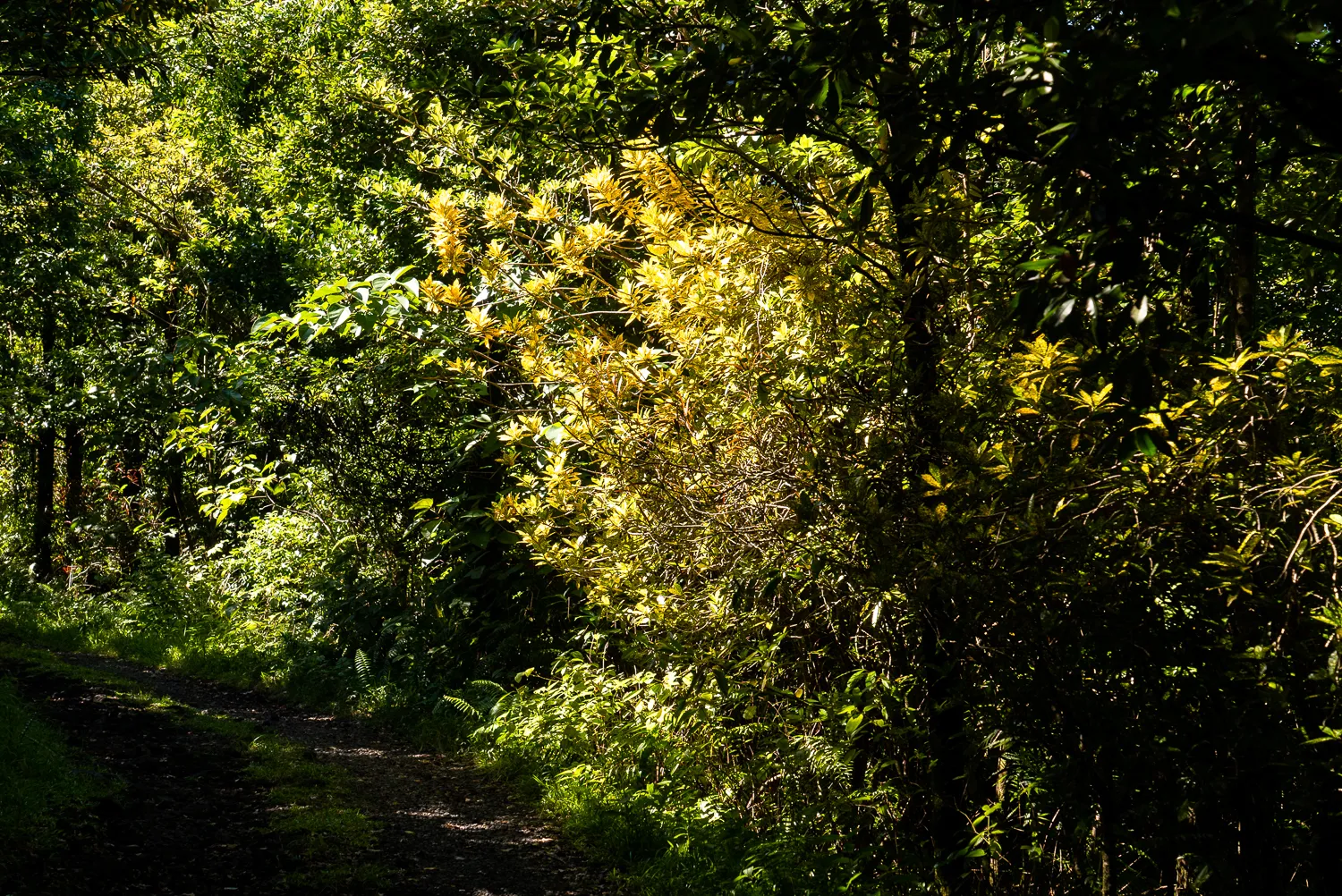 Waldweg durch dichten grünen Busch mit gelblichem Licht