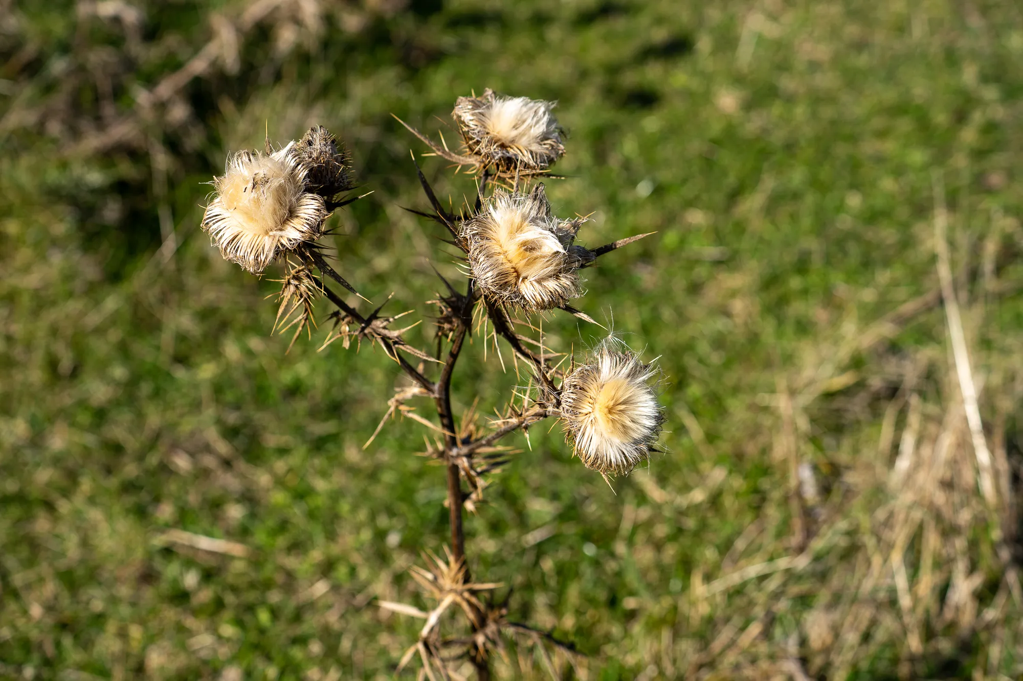 Distelblüten auf grünem Hang im Sonnenlicht