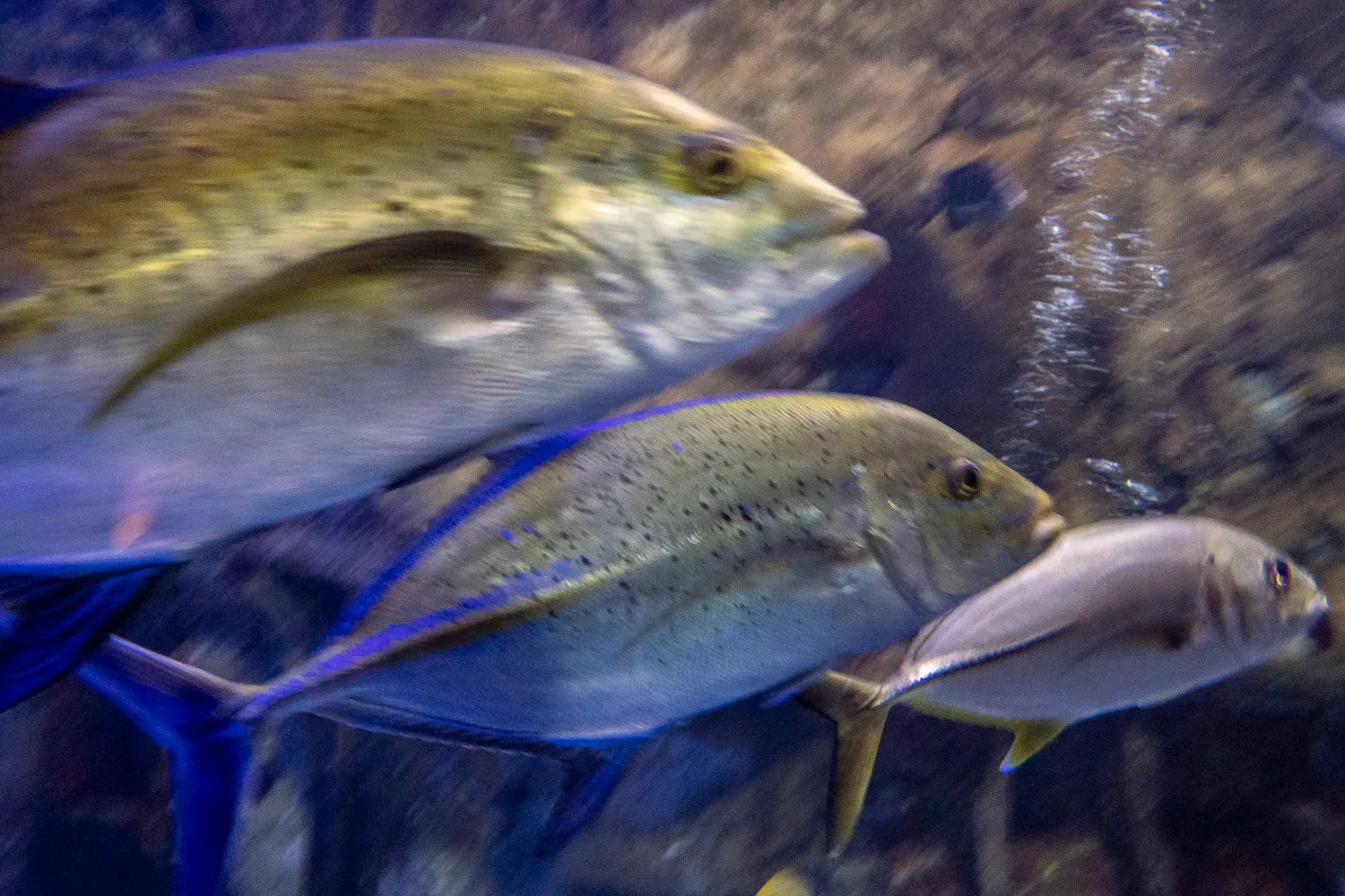 Drei Fische schwimmen in einem Aquarium vor dunkler Wand