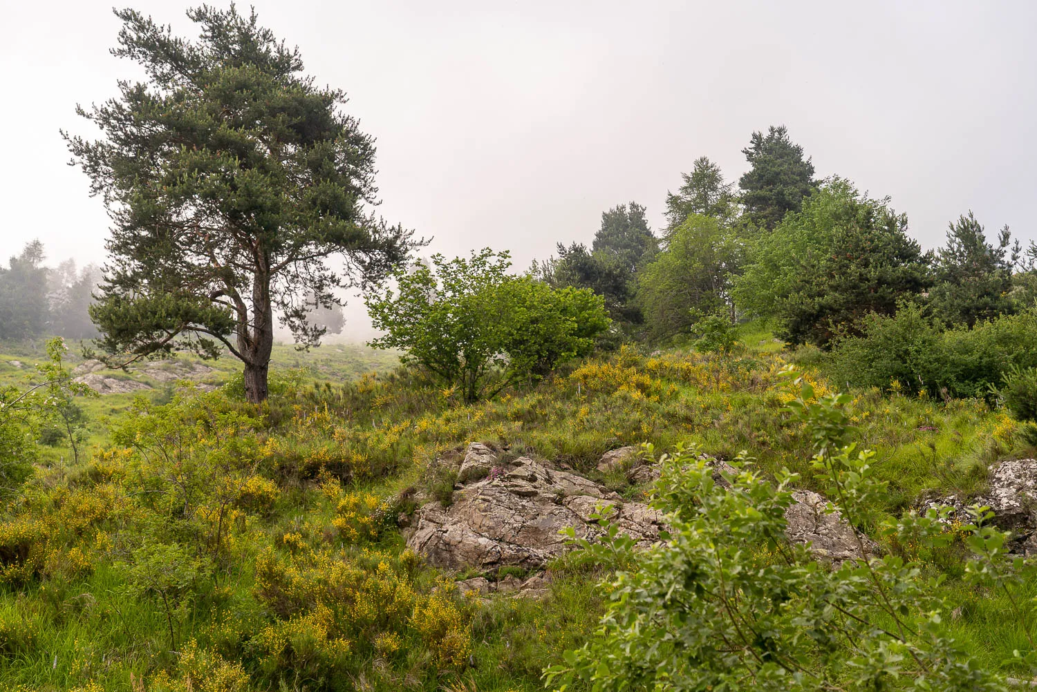 Einzelner Baum auf grünem Hang mit Felsen und Nebel im Hintergrund