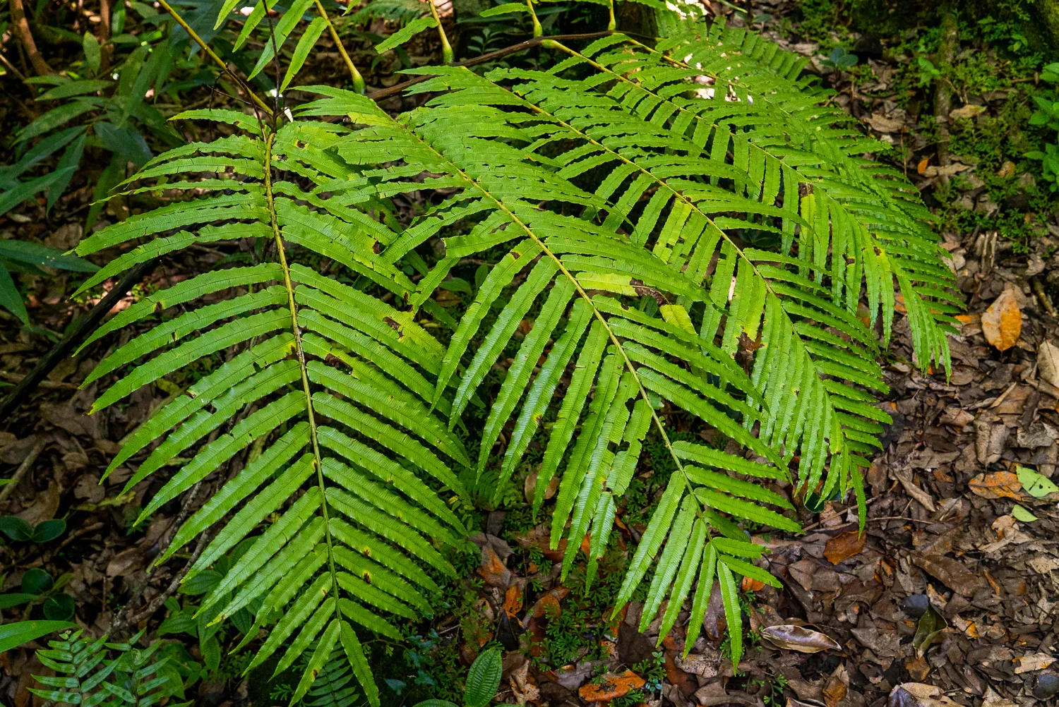 Grünes Farnblatt im Wald mit Laub auf dem Boden