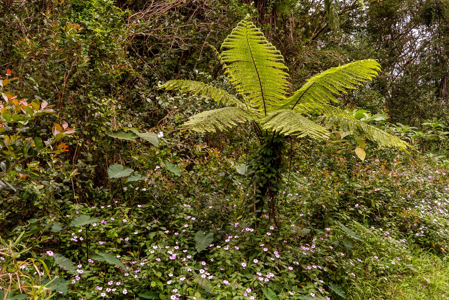 große grüne farnpflanze mit lila blumen im dichten wald