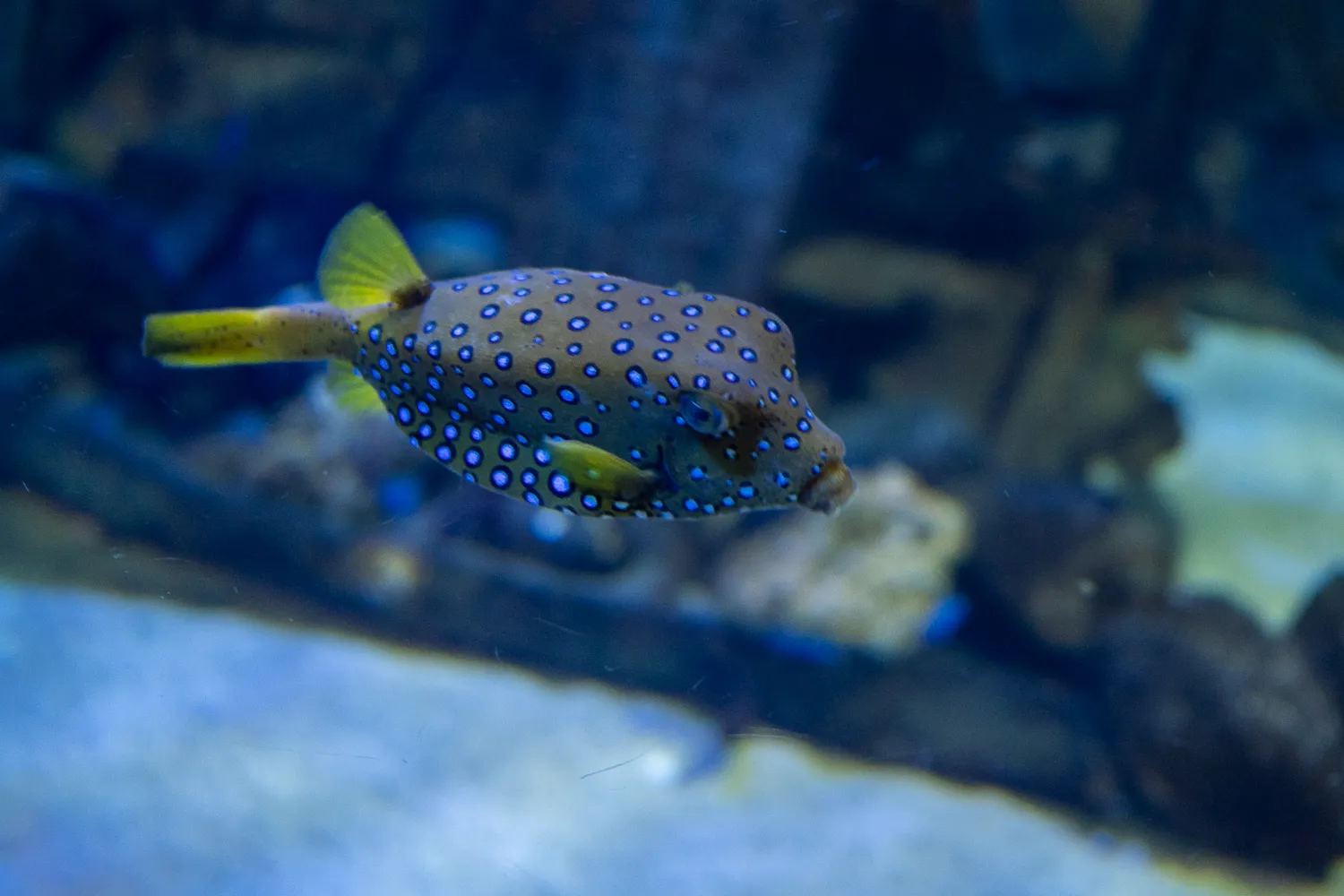 blauer gepunkteter fisch schwimmt im aquarium