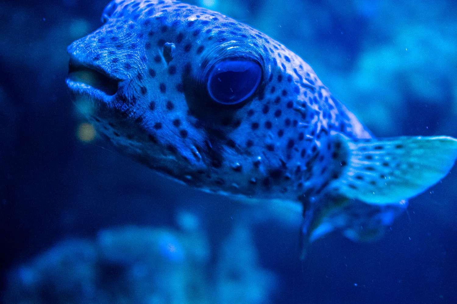 blauer fisch mit dunklen punkten und großem auge