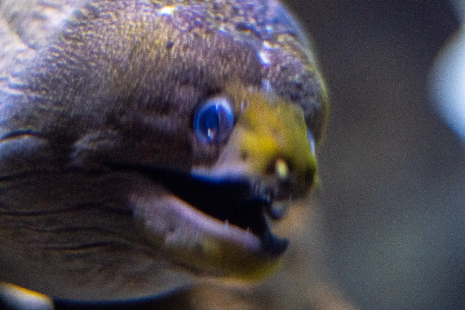 Nahaufnahme eines Fisches mit blauen Augen und geöffnetem Maul