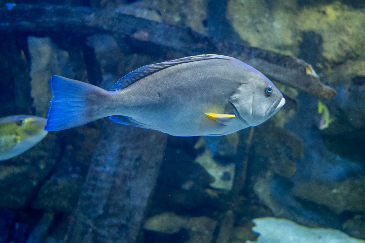 grauer fisch mit blauem flossenrand und gelbem fleck