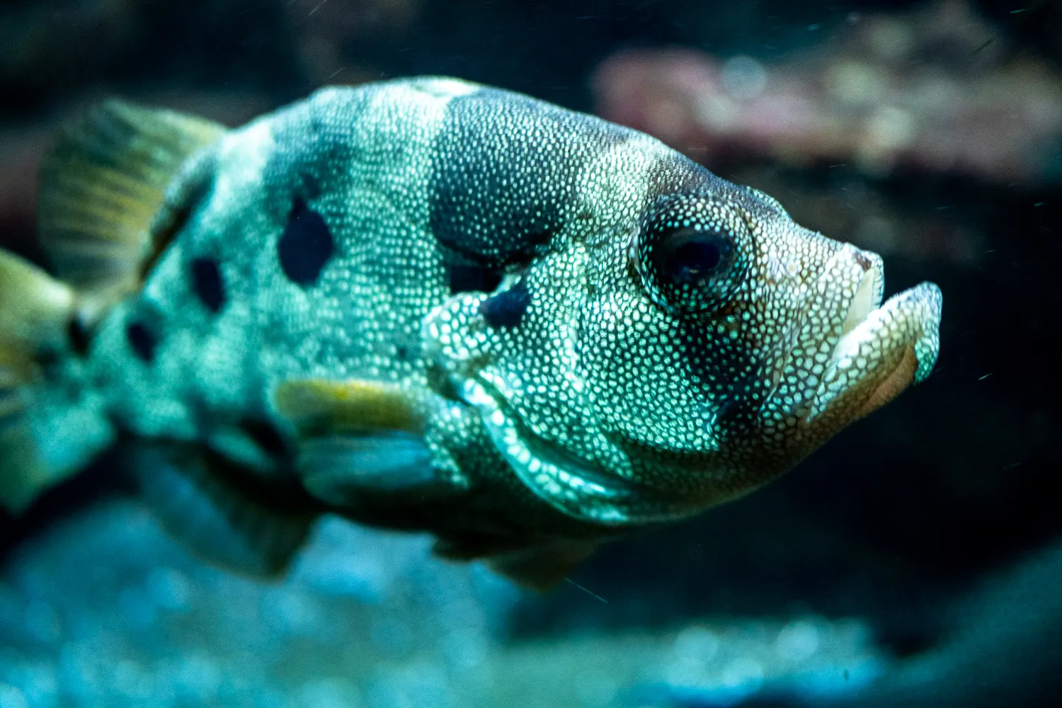 grüner fisch mit schwarzen flecken und texturiertem schuppenpanzer