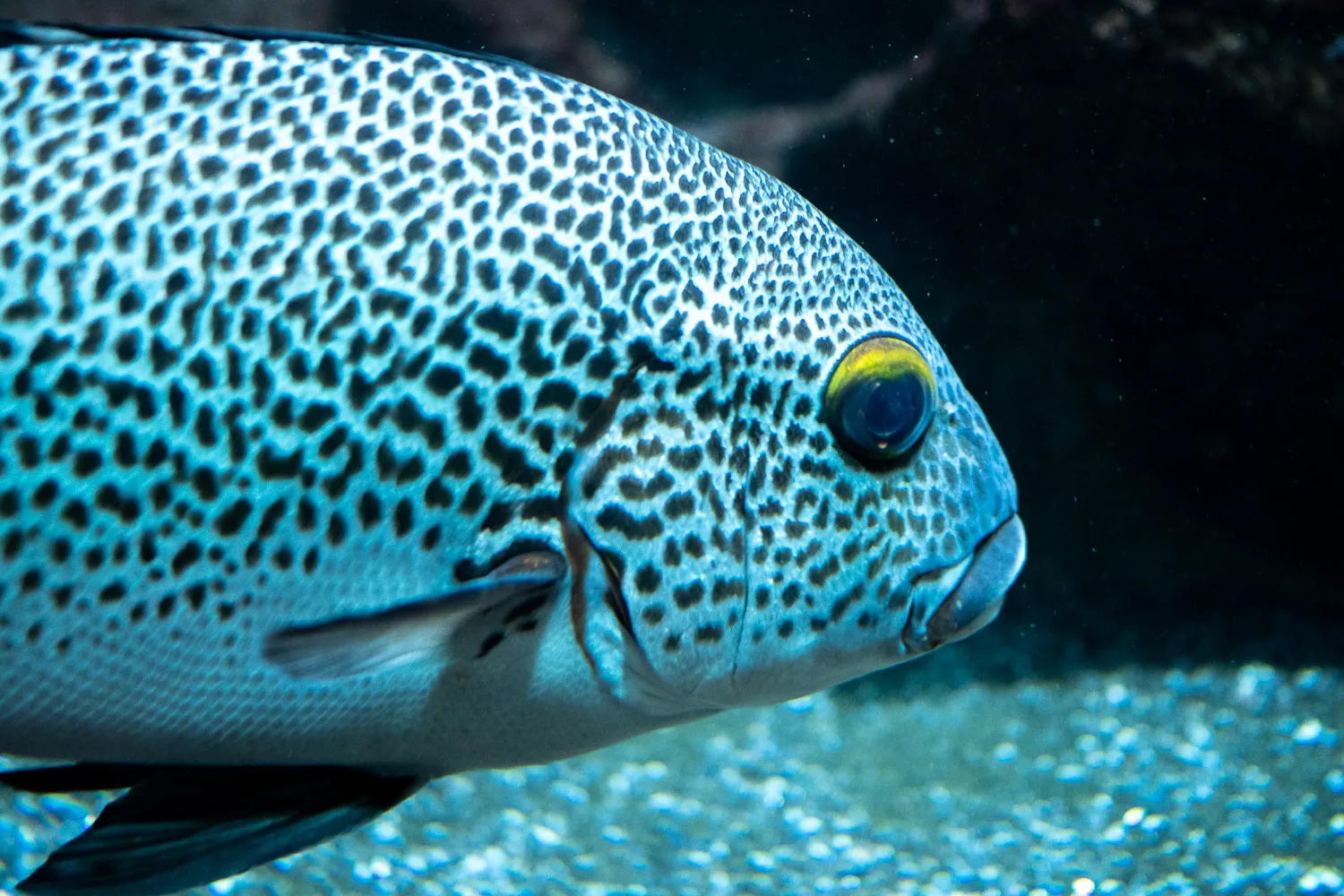 fisch mit schwarzem leopardenmuster und gelbem auge