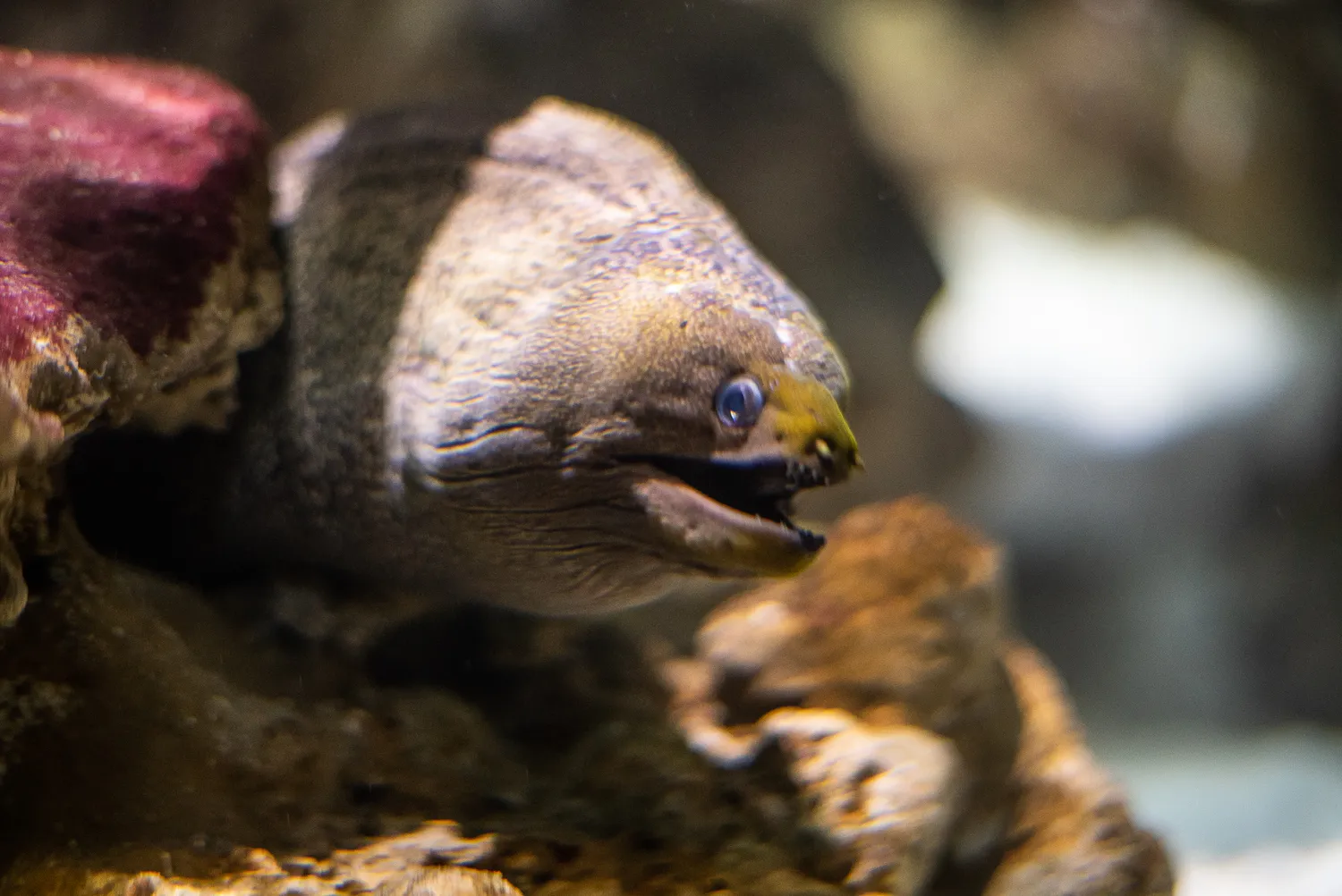 grauer fisch mit offenem mund zwischen steinen