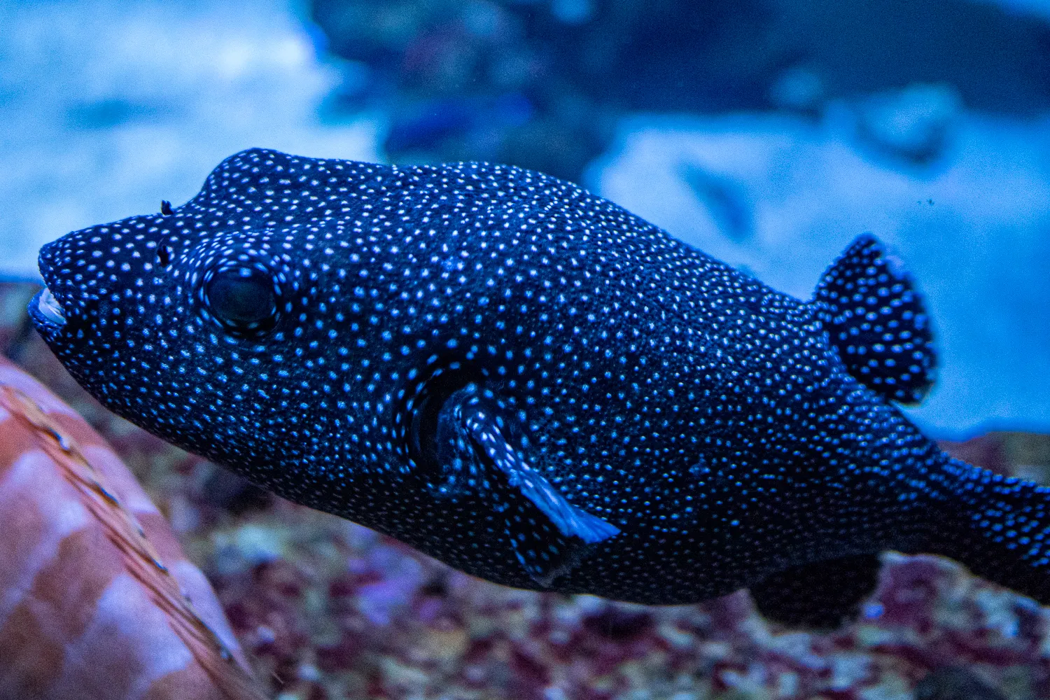 Dunkler Fisch mit weißen Punkten schwimmt vor Korallen