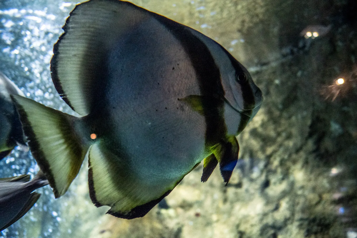 großer schwarz-weißer fisch schwimmt in aquarium