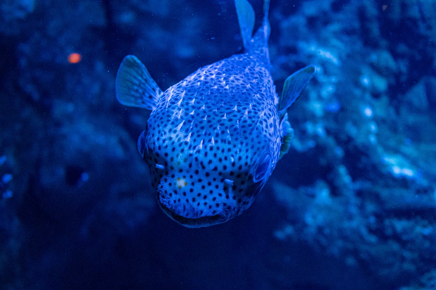 blauer, stacheliger Fisch mit dunklen Flecken im blauen Wasser