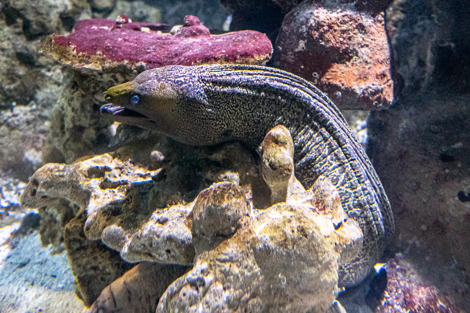 grauer großer fisch mit blauen augen auf steinigen boden