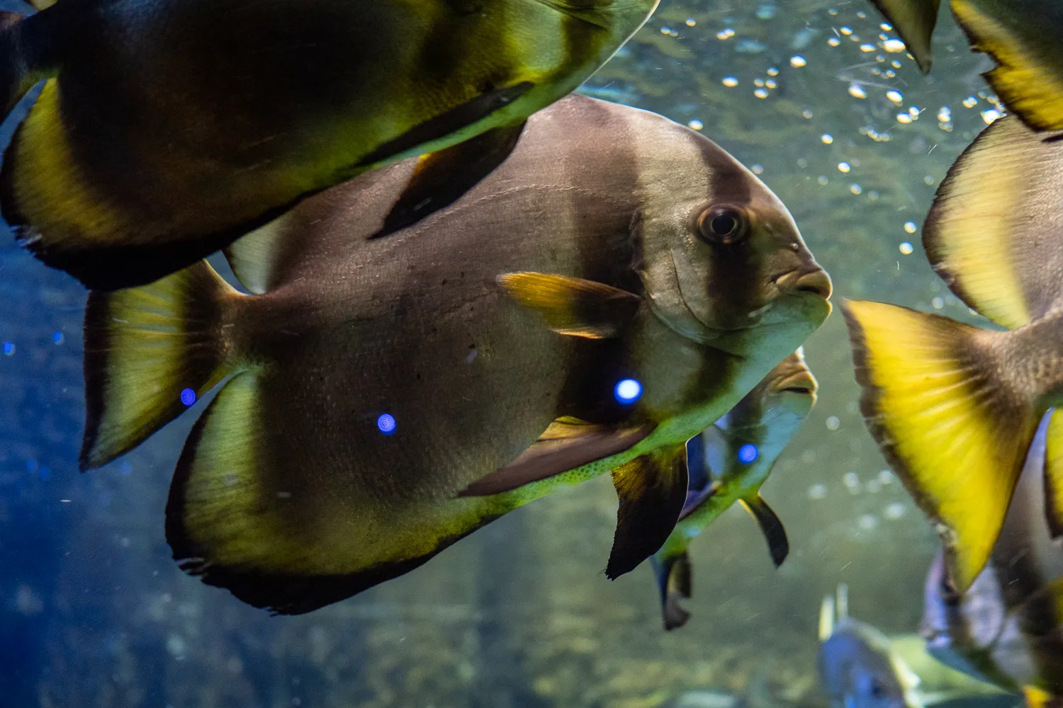 Fische schwimmen in einem Aquarium mit blauen Lichtpunkten