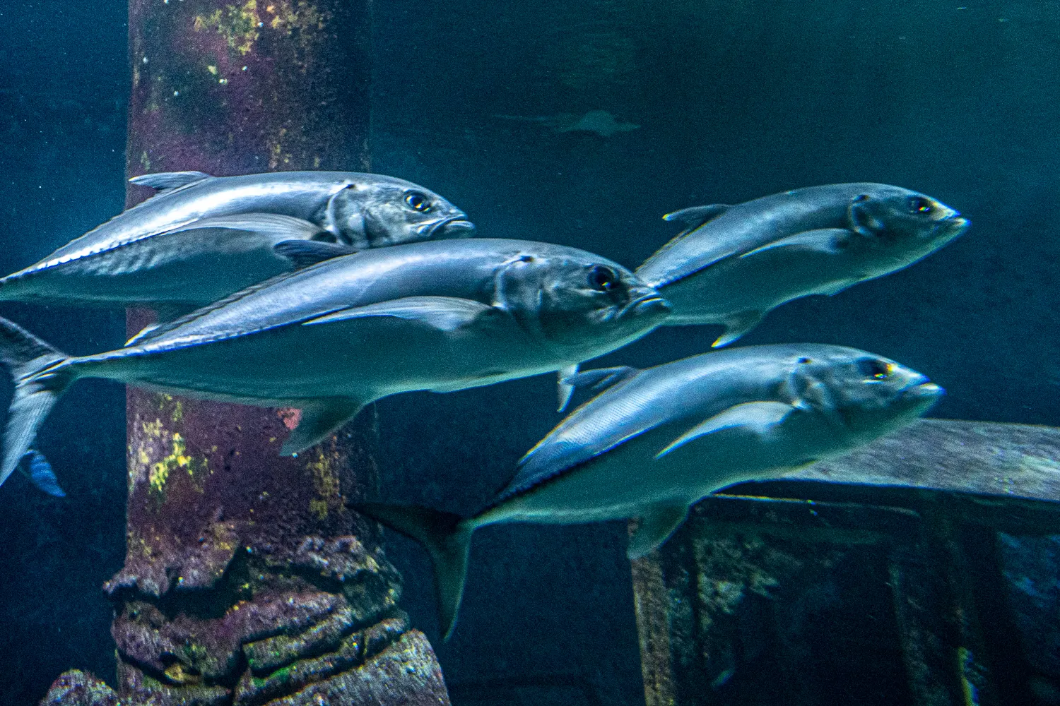 Fische schwimmen in blauem Wasser neben einem verwitterten Pfosten