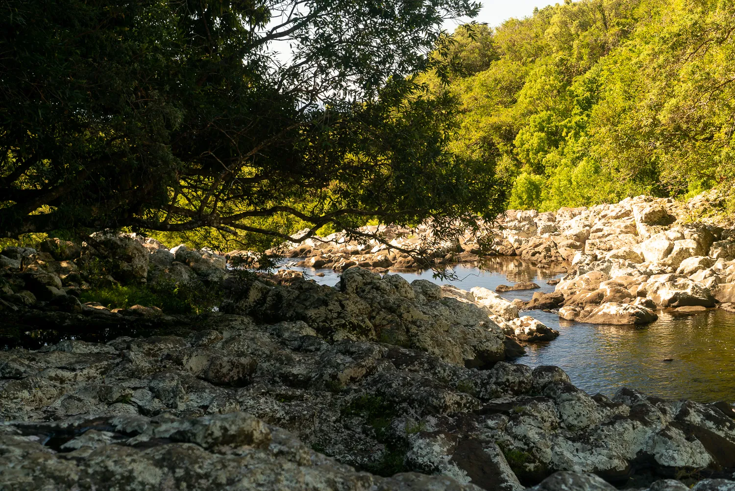 Fluss durch steiniges Ufer mit dichtem grünen Wald im Hintergrund