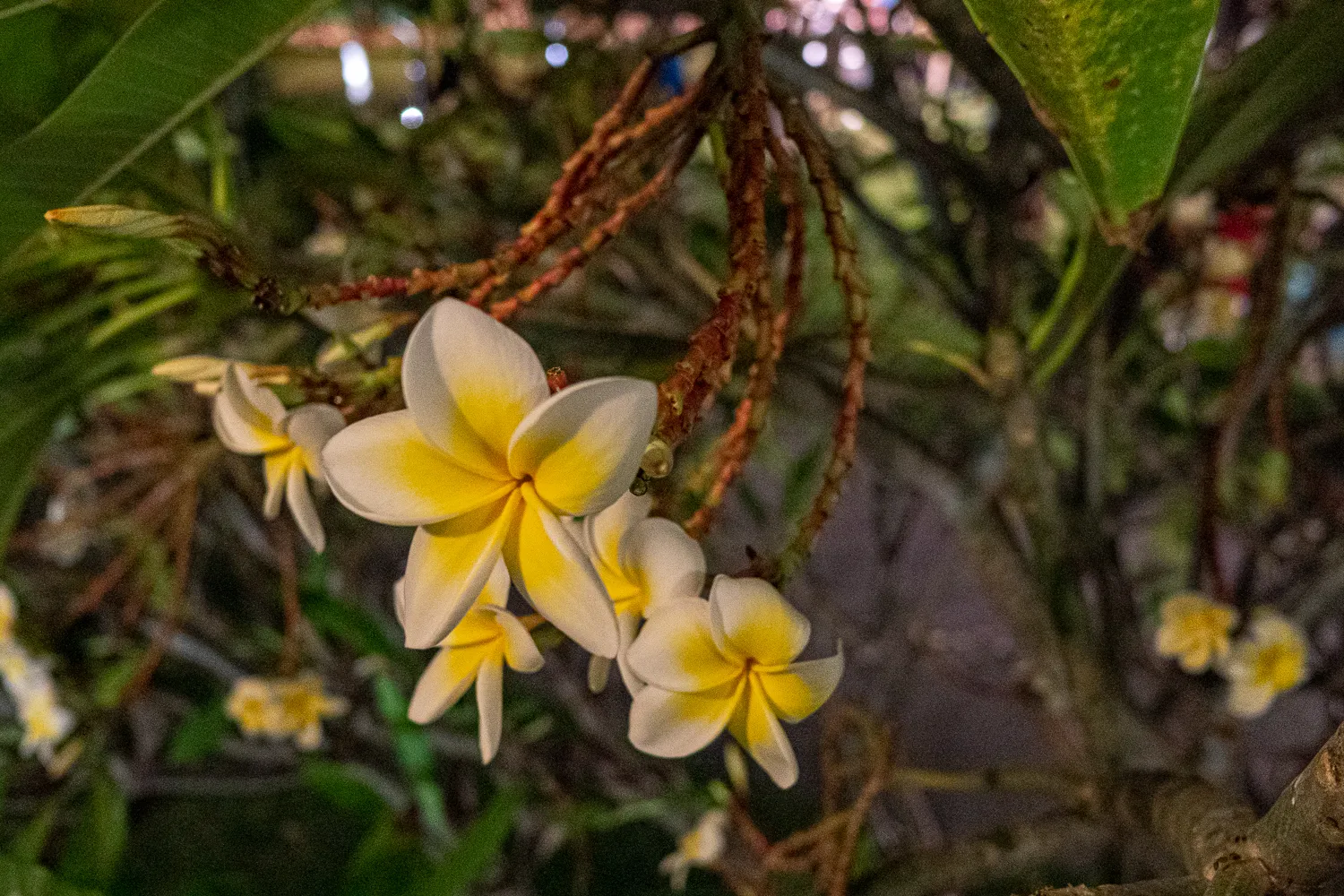 Weiße und gelbe Frangipani-Blüten an einem Baum mit grünen Blättern.