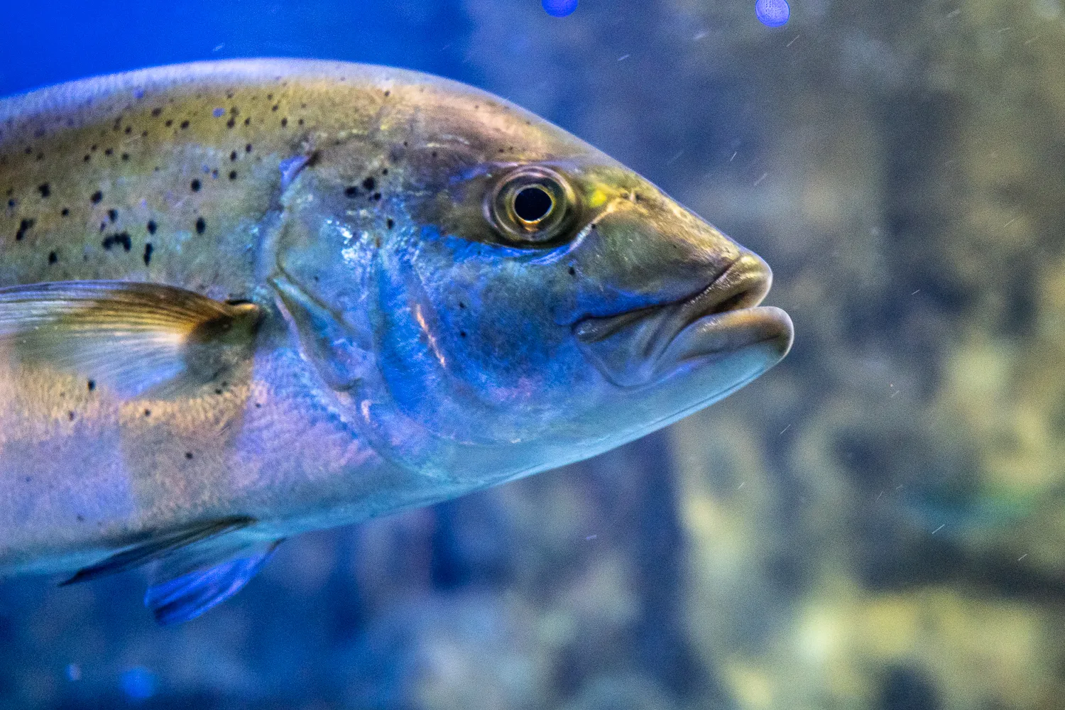 Nahaufnahme eines gefleckten Fisches im Aquarium