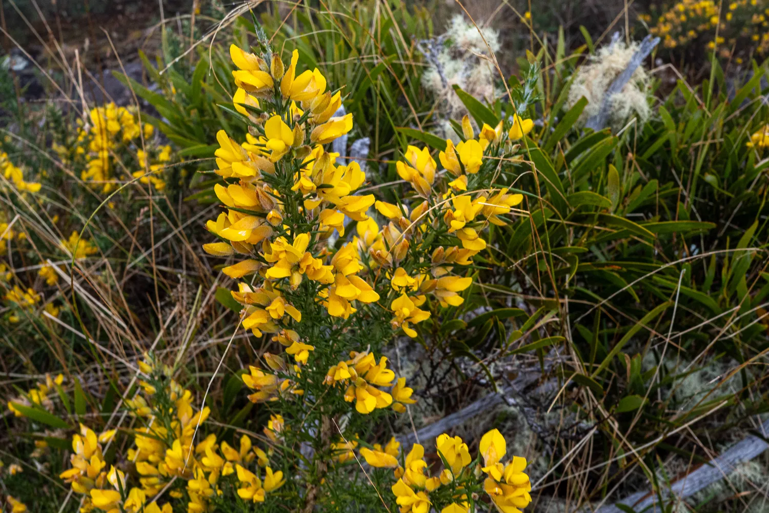 Gelbe Blüten an einem Strauch im Grasland
