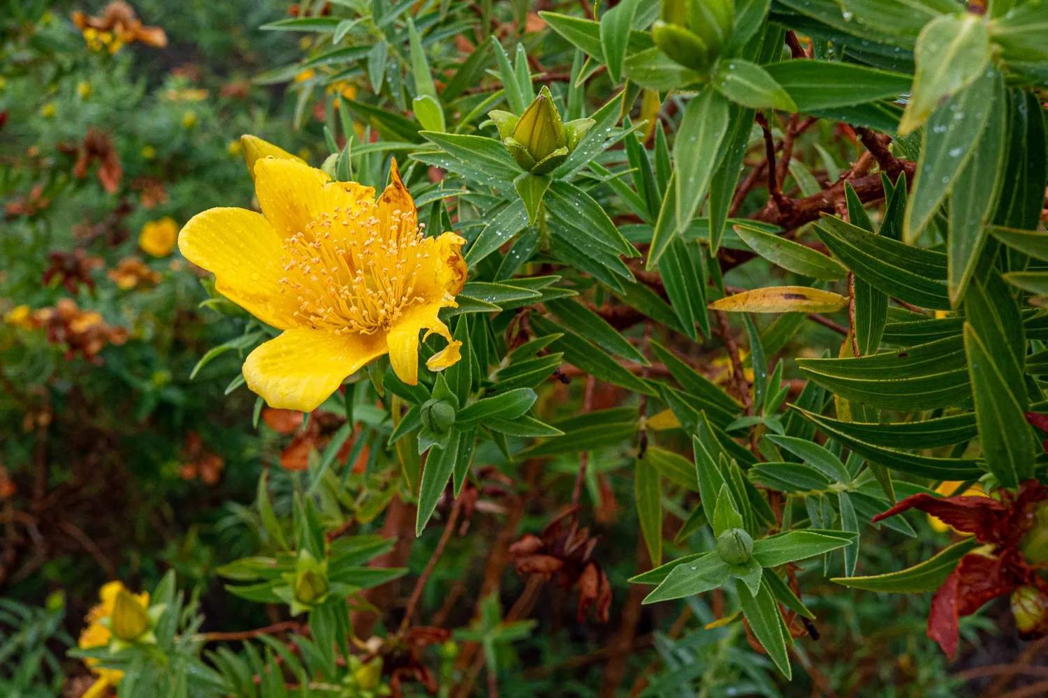 Gelbe Blume mit vielen Staubgefäßen und grünen Blättern im Hintergrund