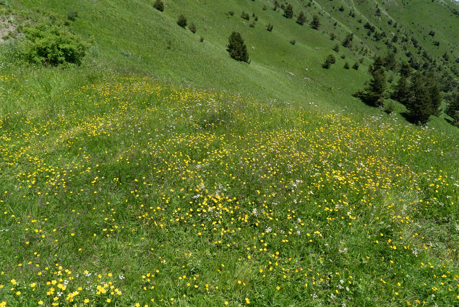 Gelbe Blumen auf grünem Hang mit Bäumen im Hintergrund